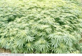 pot plants